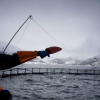 Le Saumon de Norvège une catastrophe pour l’environnement !