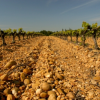 Le vin du mois de mai : le domaine Grès Saint-Paul à Lunel