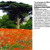 La presse en parle : les lieux les plus romantiques de Montpellier