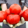 Ces tomates aux vertus cachées !… comme diminuer le risque d’accident vasculaire-cérébral