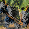 Vins : Faut de moins en moins compter sur le marché français pour écouler nos productions de vins