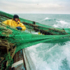 Gaspillage des poissons : la mer et la pêche en danger