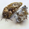 Ces huîtres de France, fruits d’un terroir unique… découvrez-les pour les fêtes de fin d’année