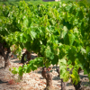 Le vin du mois : Les Vignerons de Pignan (Hérault)