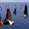 À Hong Kong, le gouvernement exclut les ailerons de requins des dîners officiels