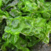 Les algues – tout le monde en mange sans le savoir