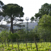 Le vin du mois d’octobre : Domaine Bérénas
