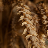 Manger des graines pourrait nuire à notre santé ?