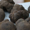 Quelle soit blanche ou noire – La truffe cultive le secret – 12 choses à savoir ou à oublier sur la Truffe -