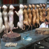 Chine : faire la popote avec du chien n’est plus très en vogue, un Festival de cuisine subit la protestation