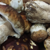 La recette de la semaine : Millefeuille croquant de cèpes et pommes de terre