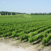 Le vin du mois : le Mas Brès à Saint-Maurice dans le Piémont Cévenol
