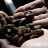 Ebola perturbera t’il le marché mondial du cacao ?