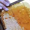 Abeilles en péril … la production de miel chute de 50 % à 80 % en Languedoc-Roussillon