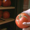 La tomate parfaite existe t-elle ?… A Pézenas un producteur semble l’avoir trouvée