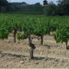Le vin du mois : Domaine Galtier en Languedoc
