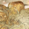 Mais où est donc passée la plus grosse truffe blanche au monde vendue aux enchères à New York semaine dernière ?