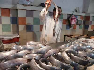 p1090580 Tiens, regarde comme il est beau mon poisson !