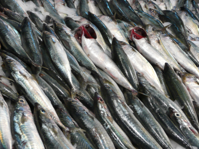 p1090586 Des sardines à consommer sur le grill... ça ne vous dit pas ?