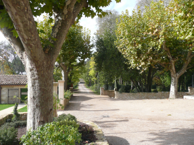 Les allées de platanes qui mènent au Domaine