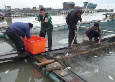 Poissons d'élevage, vérifier les labels