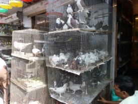 Marché à Mumbai - Pourcel