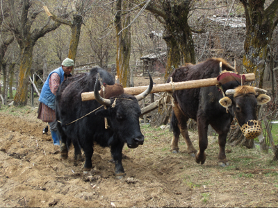 Bhoutan pays du Bonheur