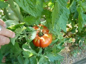 jardin potager en été
