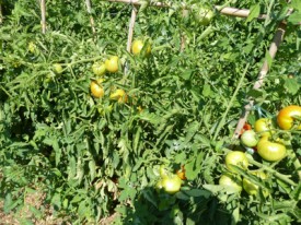 jardin potager en été