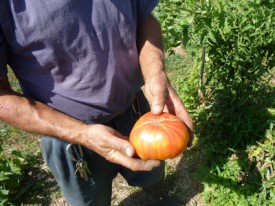 jardin potager en été