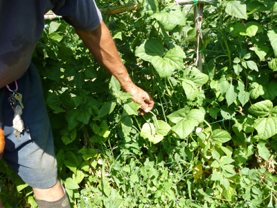 jardin potager en été