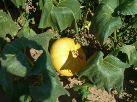 jardin potager en été