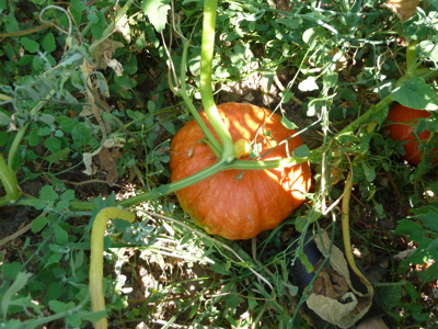 jardin potager en été
