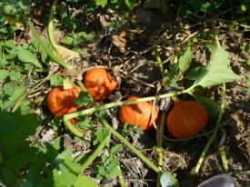 jardin potager en été