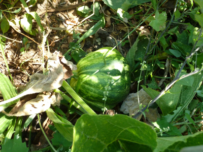 jardin potager en été