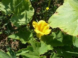 jardin potager en été
