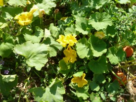 jardin potager en été