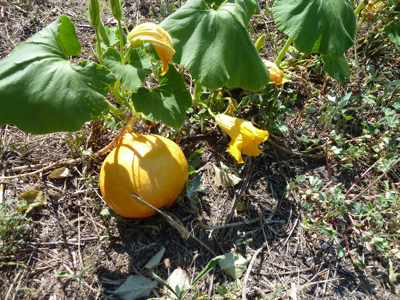 jardin potager en été