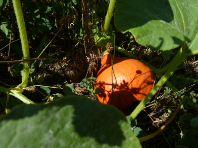 jardin potager en été