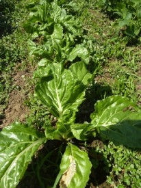 jardin potager en été