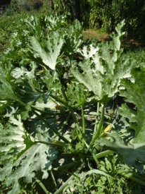 jardin potager en été