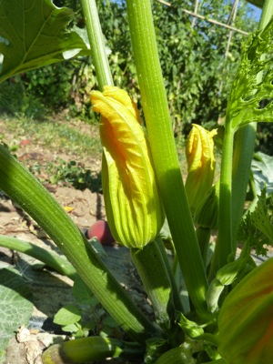 jardin potager en été