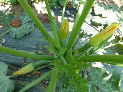 jardin potager en été