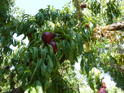 jardin potager en été