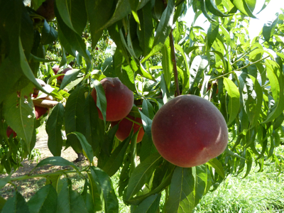 jardin potager en été