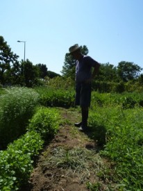 jardin potager en été