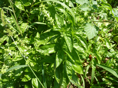 jardin potager en été