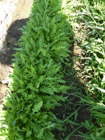 jardin potager en été