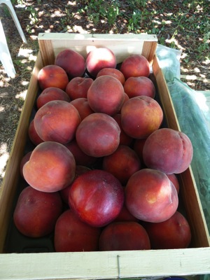 jardin potager en été