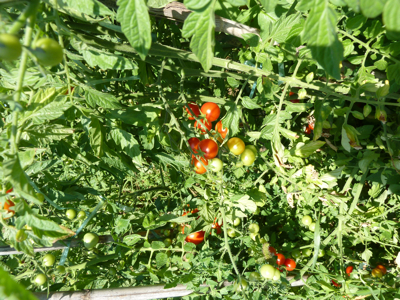 jardin potager en été